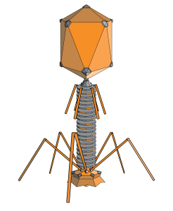 2000px-PhageExterior.svg